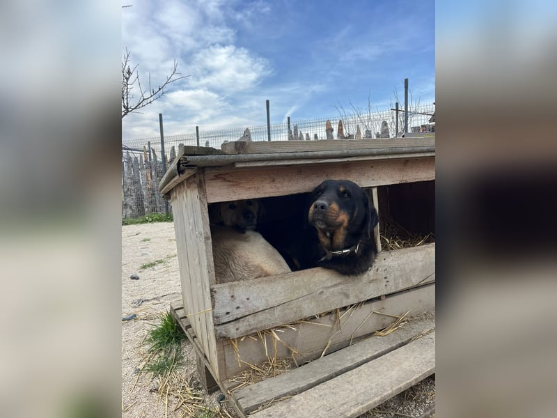 Luli (5) unser lustiger Rottweiler-Mischling
