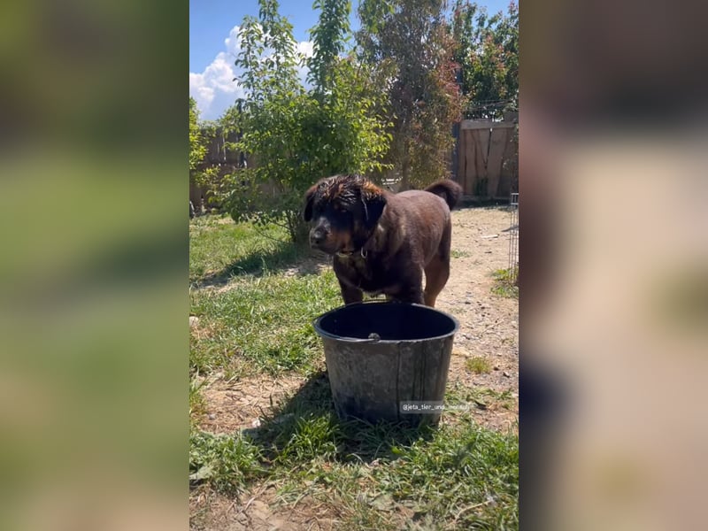 Luli (5) unser lustiger Rottweiler-Mischling