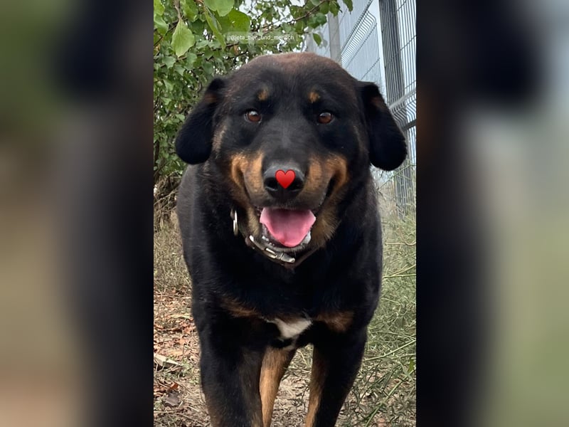 Luli (5) unser lustiger Rottweiler-Mischling