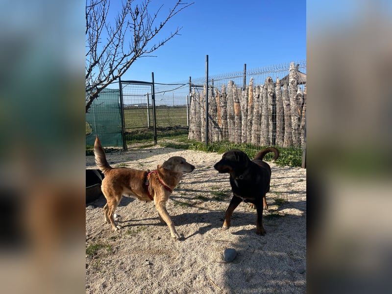 Luli (5) unser lustiger Rottweiler-Mischling