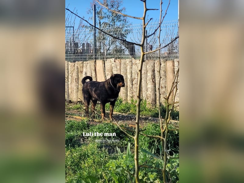 Luli (5) unser lustiger Rottweiler-Mischling