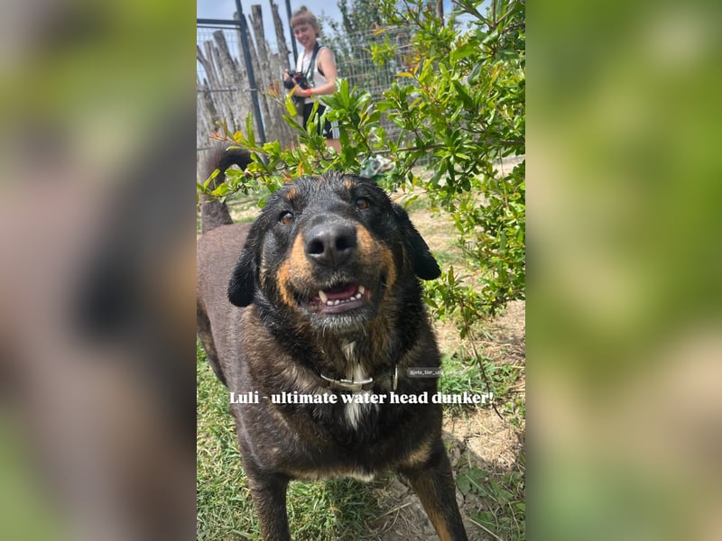 Luli (5) unser lustiger Rottweiler-Mischling