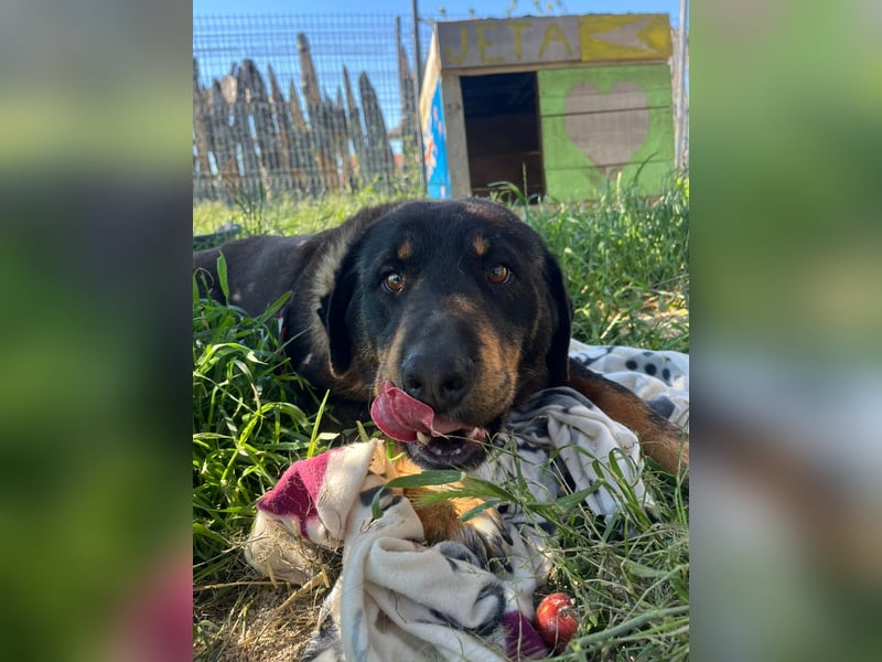 Luli (5) unser lustiger Rottweiler-Mischling