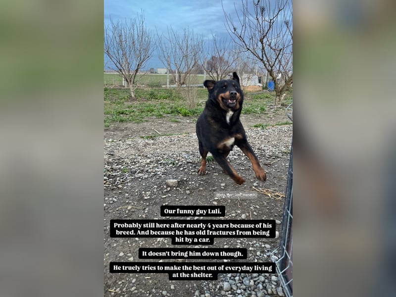 Luli (5) unser lustiger Rottweiler-Mischling