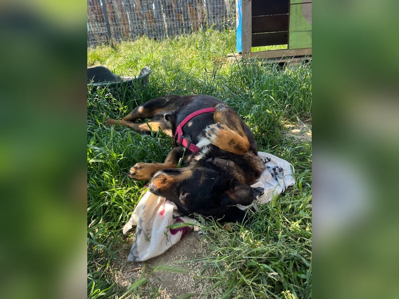 Luli (5) unser lustiger Rottweiler-Mischling