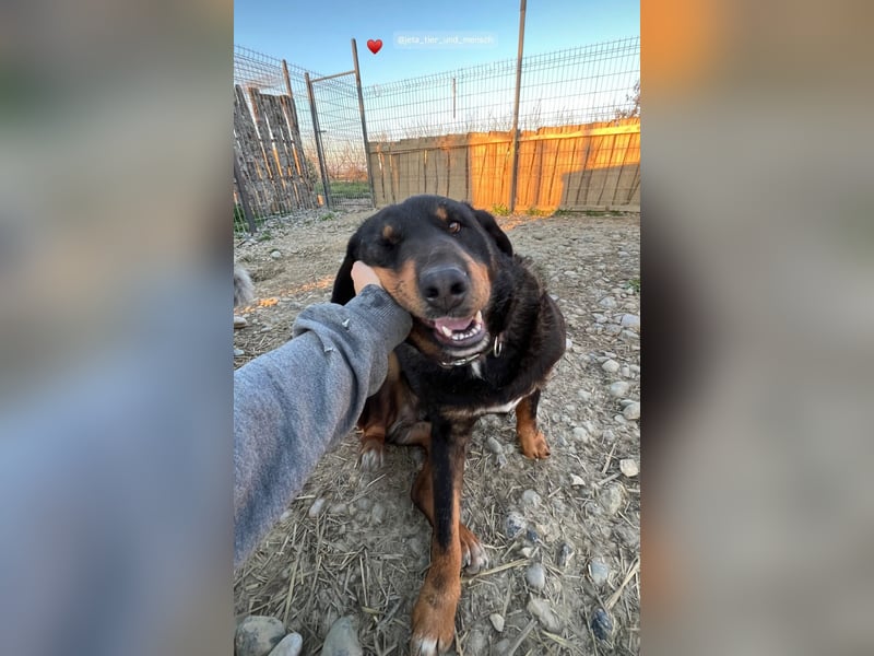 Luli (5) unser lustiger Rottweiler-Mischling