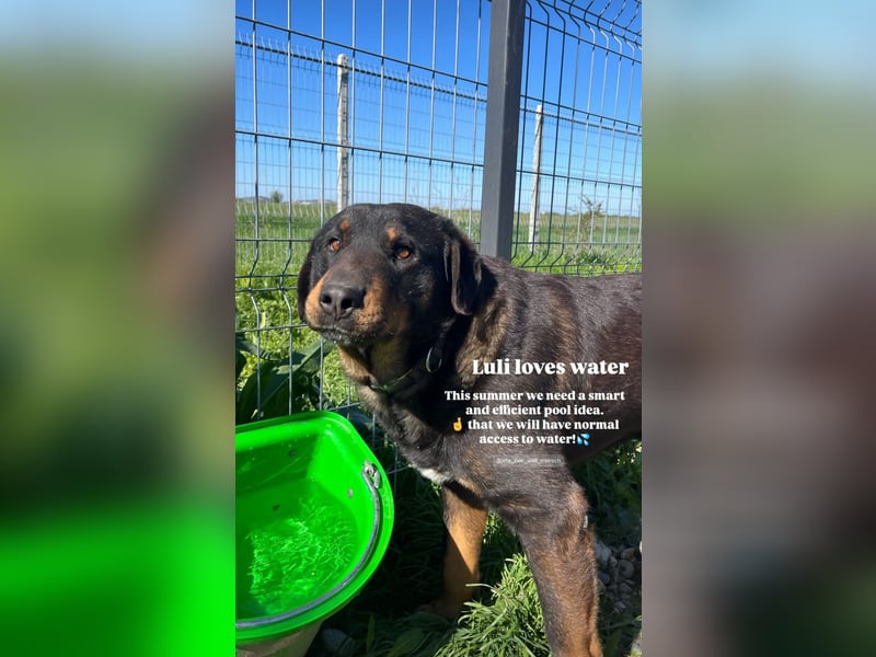 Luli (5) unser lustiger Rottweiler-Mischling