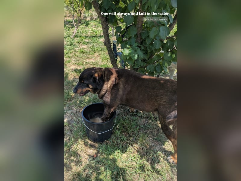 Luli (5) unser lustiger Rottweiler-Mischling