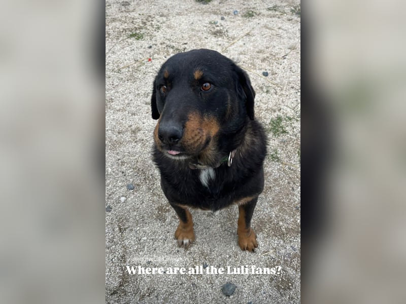 Luli (5) unser lustiger Rottweiler-Mischling