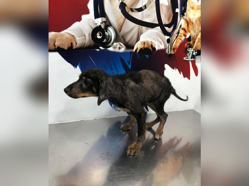Luli (5) unser lustiger Rottweiler-Mischling