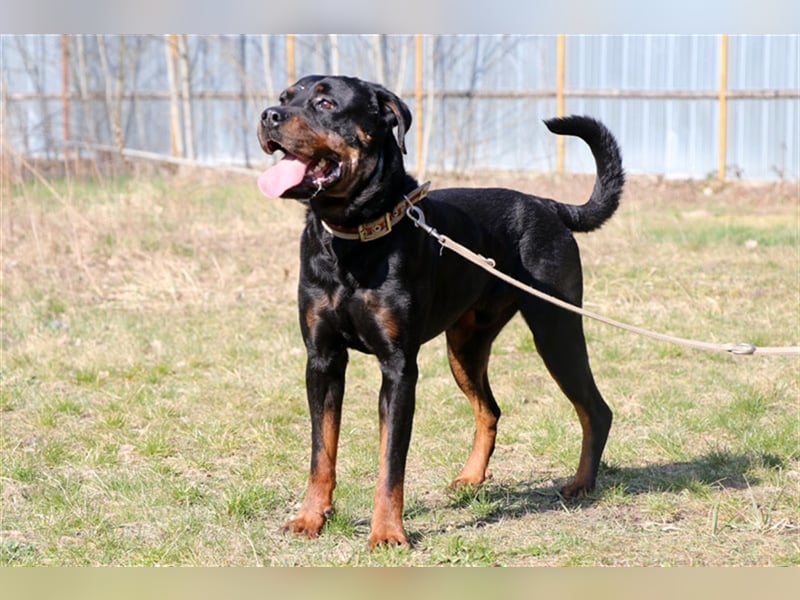 Rico, su. erfahrene Besitzer - gern als Zweithund