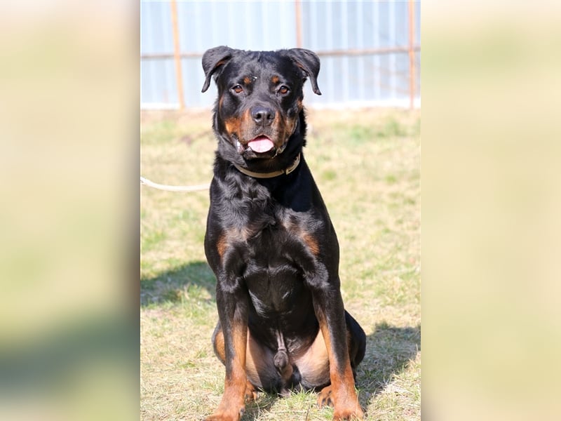 Rico, su. erfahrene Besitzer - gern als Zweithund