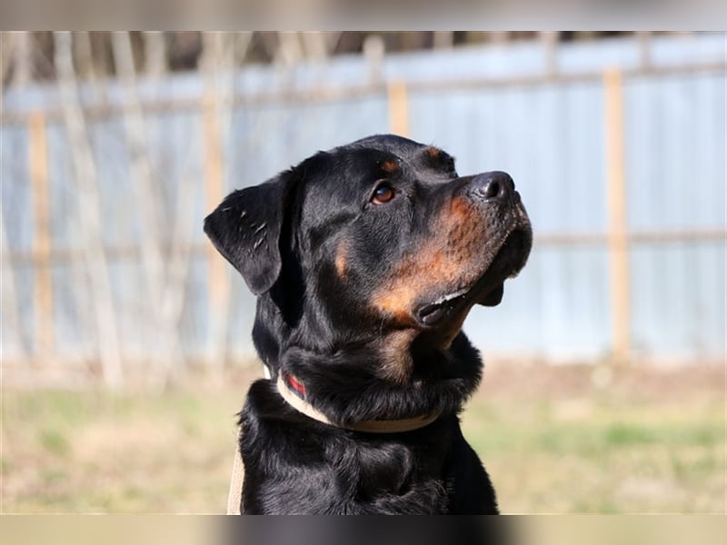 Rico, su. erfahrene Besitzer - gern als Zweithund