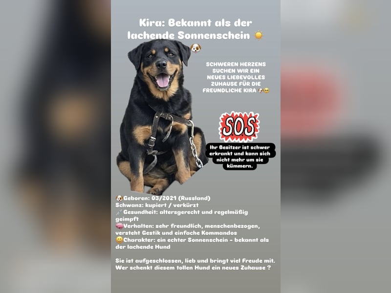 Rottweiler Kira
