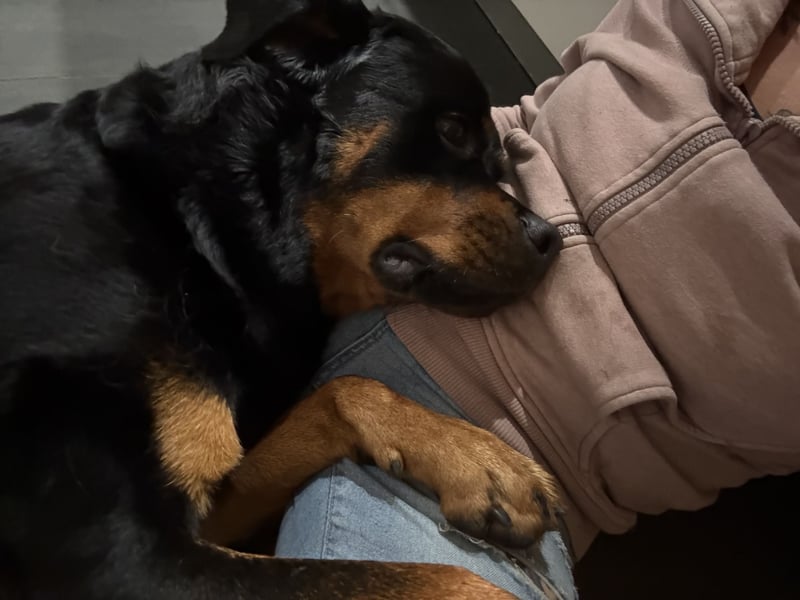 Rottweiler Rüde kastriert