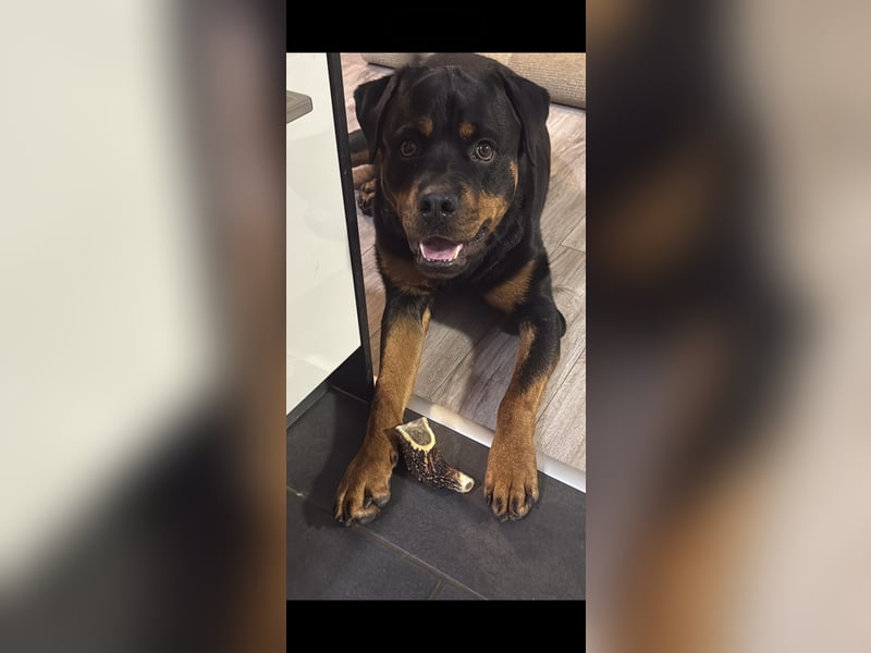 Rottweiler Rüde kastriert