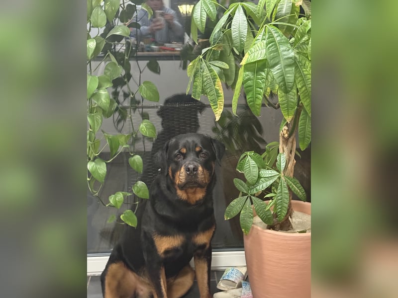 Rottweiler Rüde kastriert