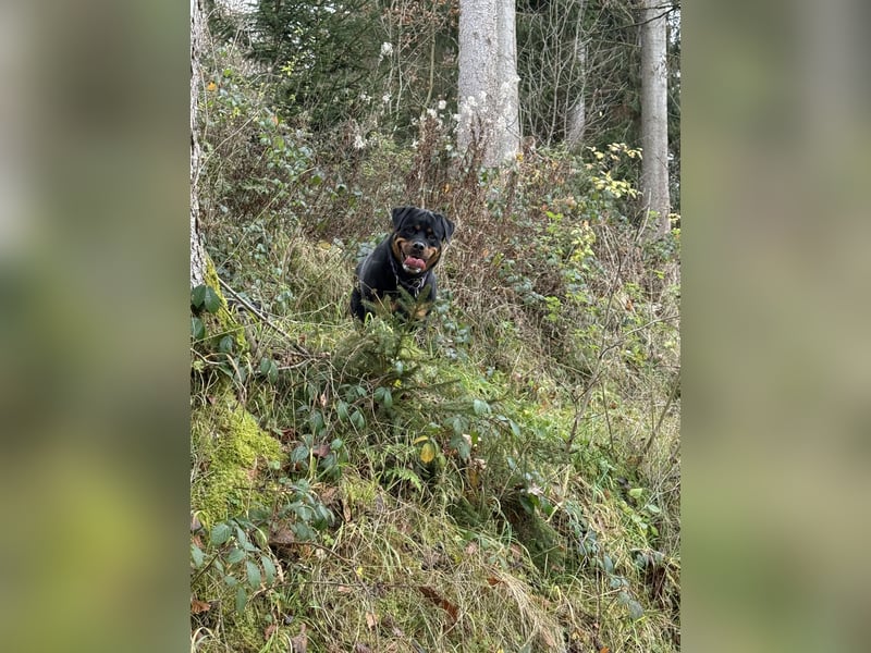 Rottweiler Rüde kastriert