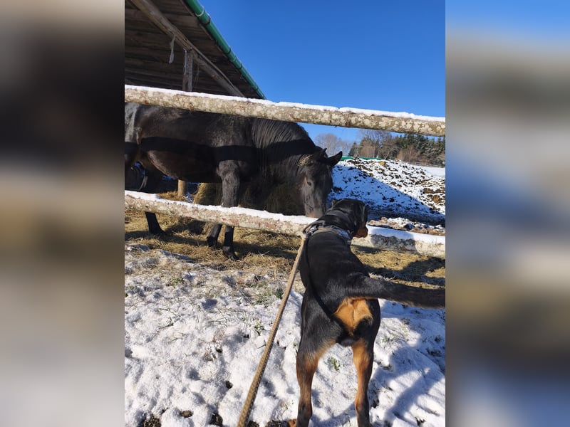 Rottweiler mit Papieren Rüde wunderschön