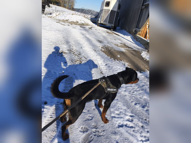 Rottweiler mit Papieren Rüde wunderschön