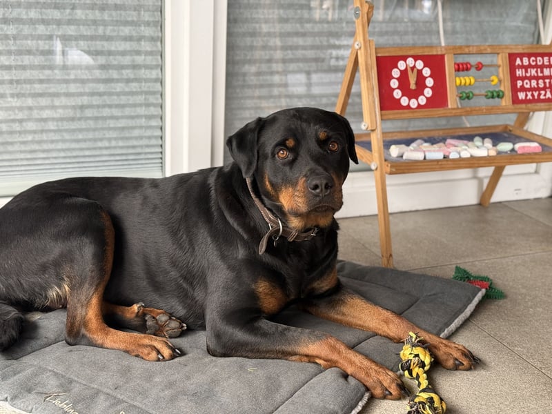 Rottweiler Dame