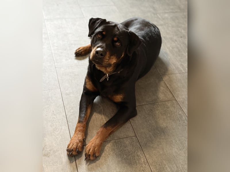 Rottweiler Dame