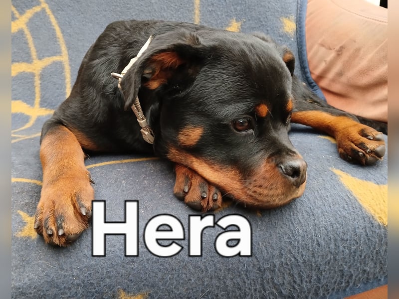 Rottweiler Junghündin mit FCI Papiere