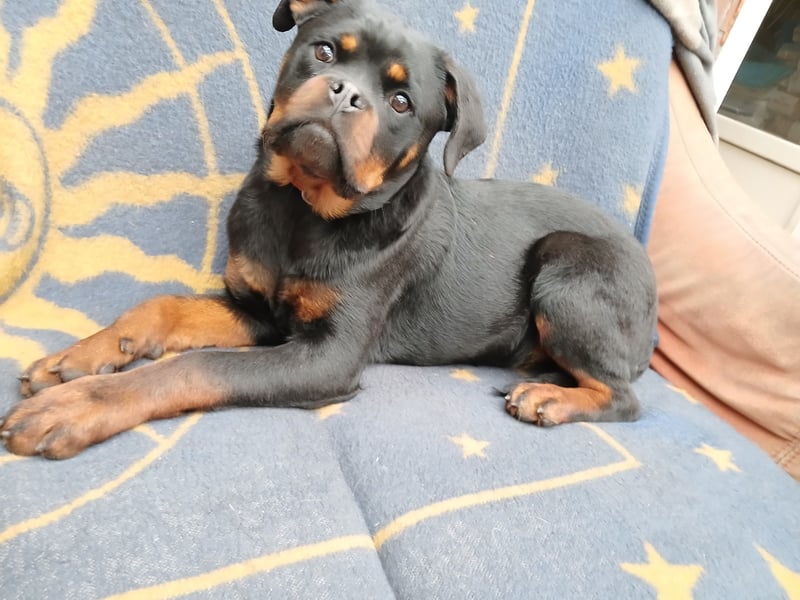 Rottweiler Junghündin mit FCI Papiere