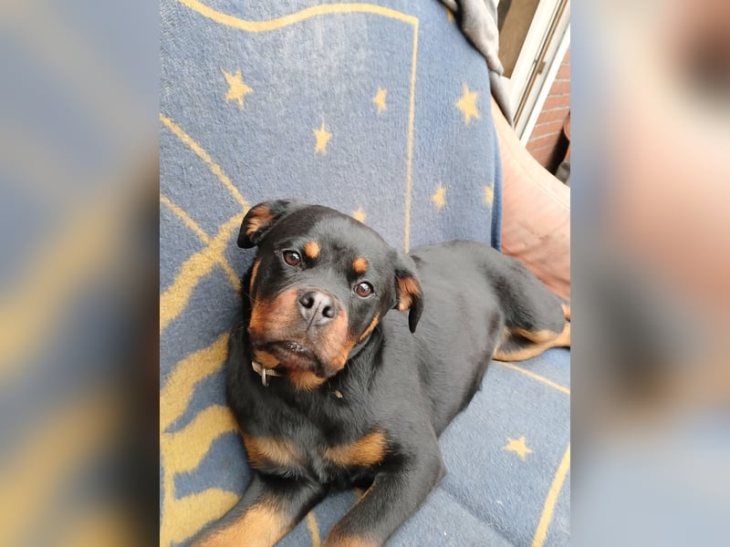 Rottweiler Junghündin mit FCI Papiere