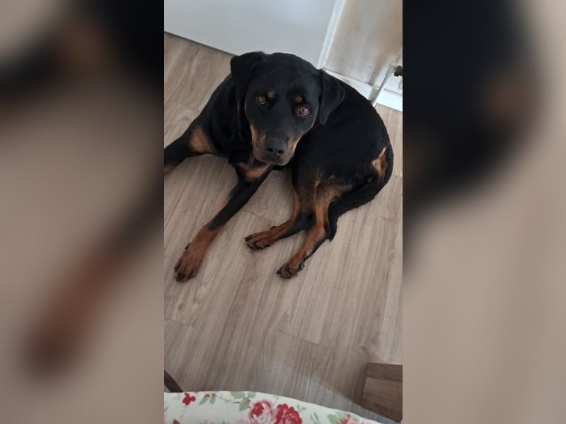 Rottweiler Hündin Molly sucht ein für immer Zuhause