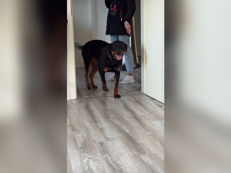 Rottweiler Hündin Molly sucht ein für immer Zuhause