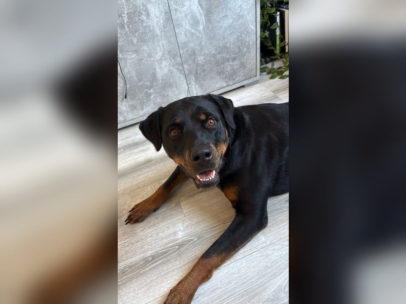 Rottweiler Hündin Molly sucht ein für immer Zuhause
