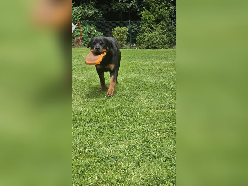 Rottweiler Hündin
