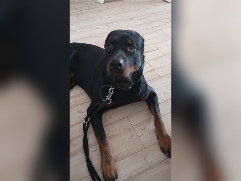 Rottweiler Mischling