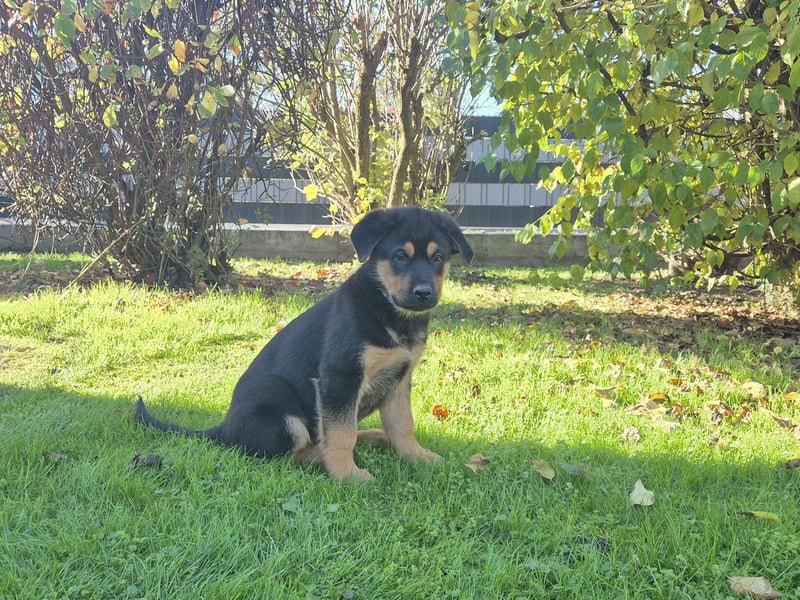 Rottweiler Schäferhund Mix