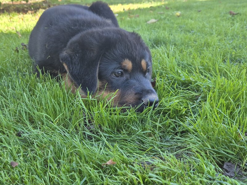 Rottweiler Schäferhund Mix