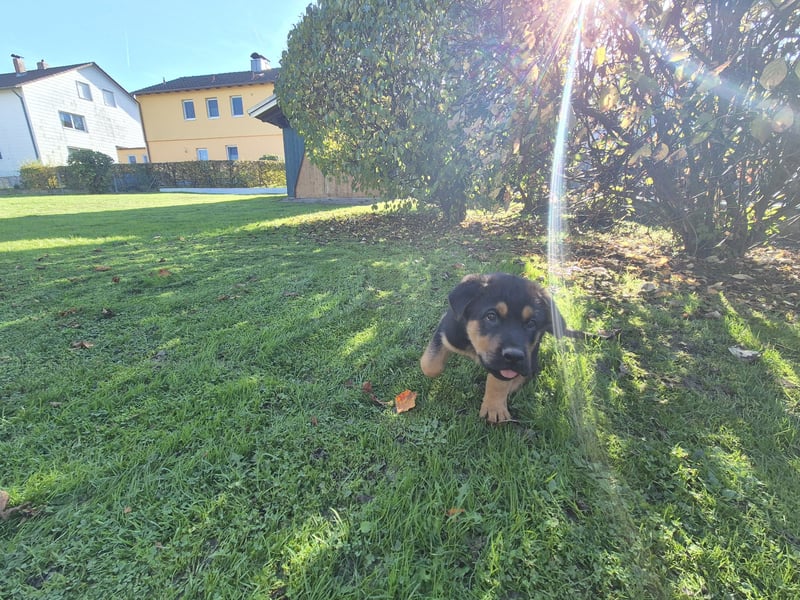 Rottweiler Schäferhund Mix