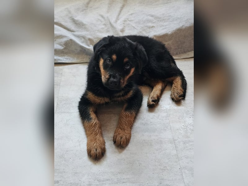 Rottweiler Schäferhund Mix