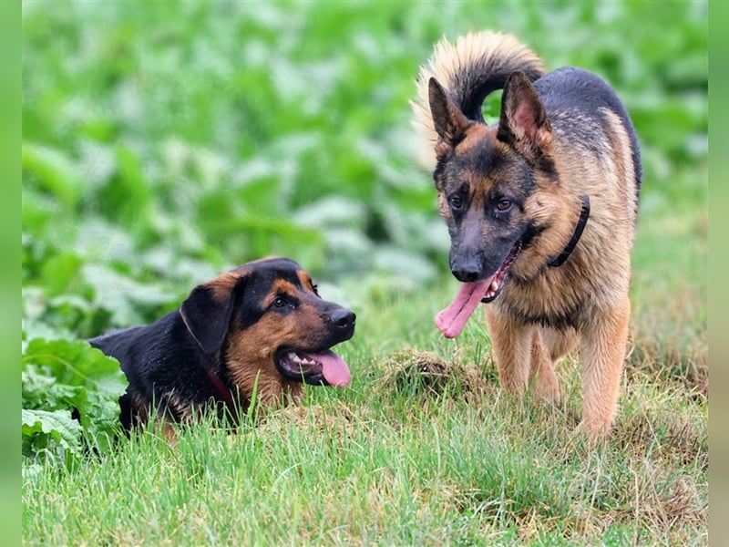 Rottweiler Schäferhund Mix