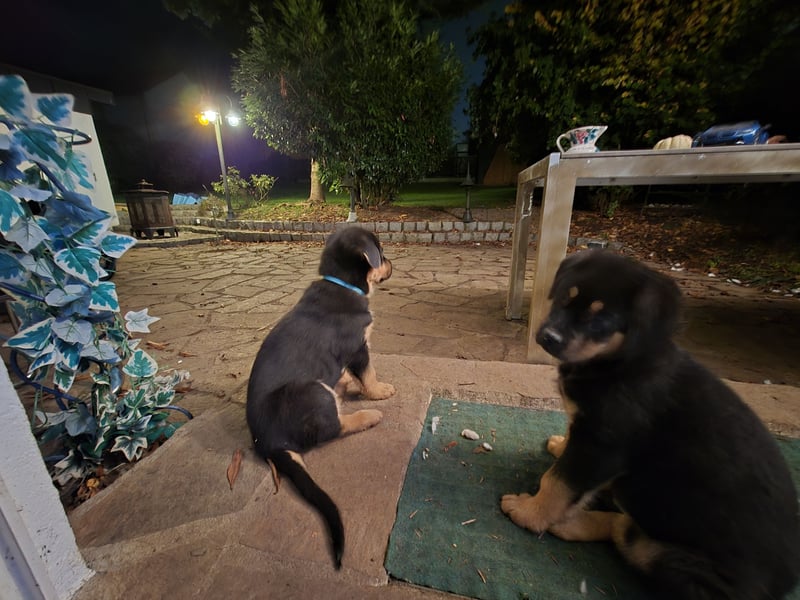 Rottweiler Schäferhund Mix