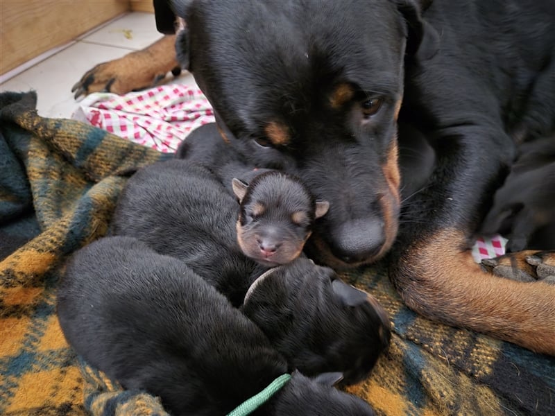 Rottweiler Schäferhund Mix