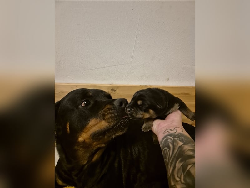 Rottweiler Schäferhund Mix