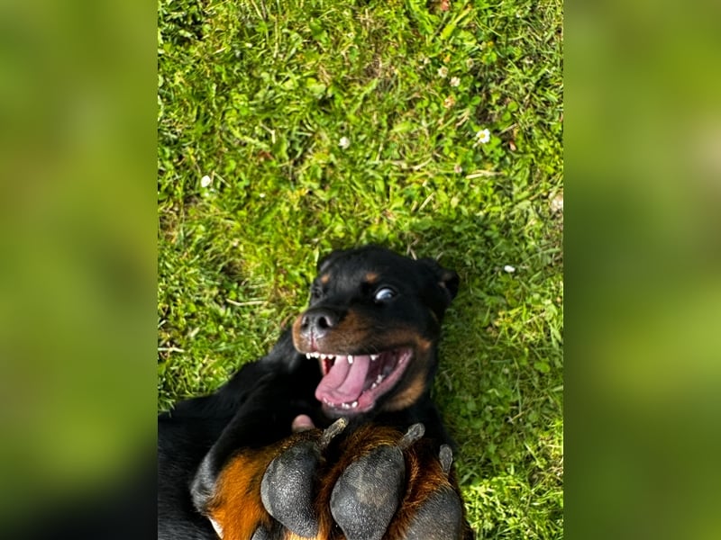 Rottweiler Welpe