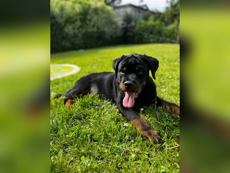 Rottweiler Welpe