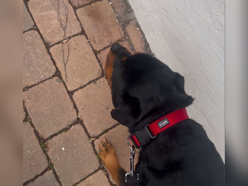 Rottweiler rüde