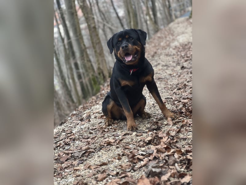 Rottweiler rüde