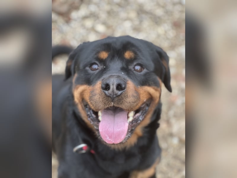 Rottweiler rüde