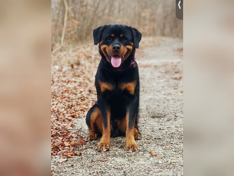 Rottweiler rüde