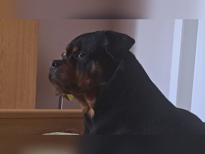 Junger Rottweiler Rüde sucht neues Zuhause