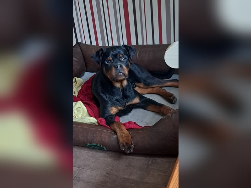 Junger Rottweiler Rüde sucht neues Zuhause